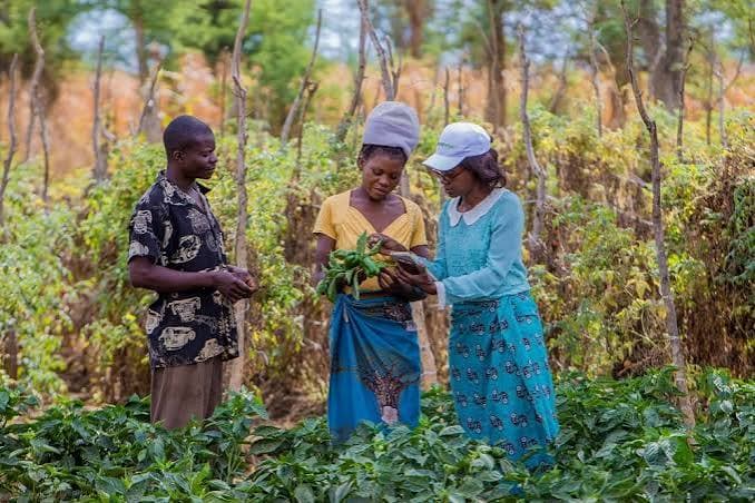 Farmers in Kisoro supported by Mubuga SACCO